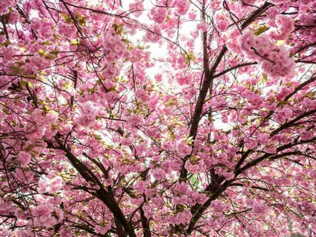 Cherry Blossom Grow Your Own Seed Kit